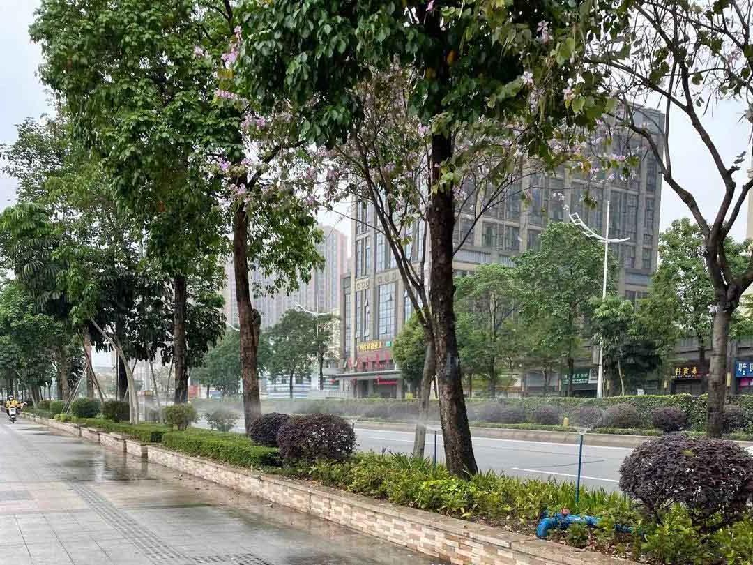 绿化养护行道树浇灌