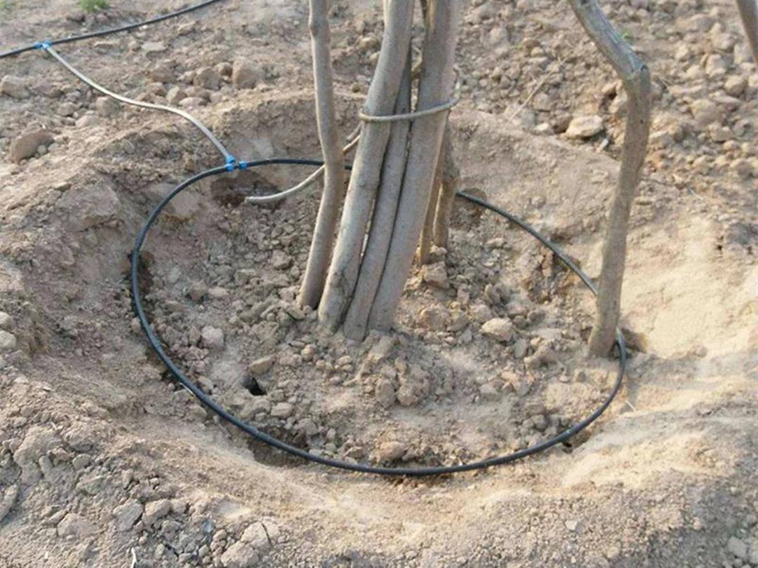 园林欢迎访问十大电子网址新栽苗木铺设透气管